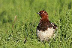 Willow Ptarmigan